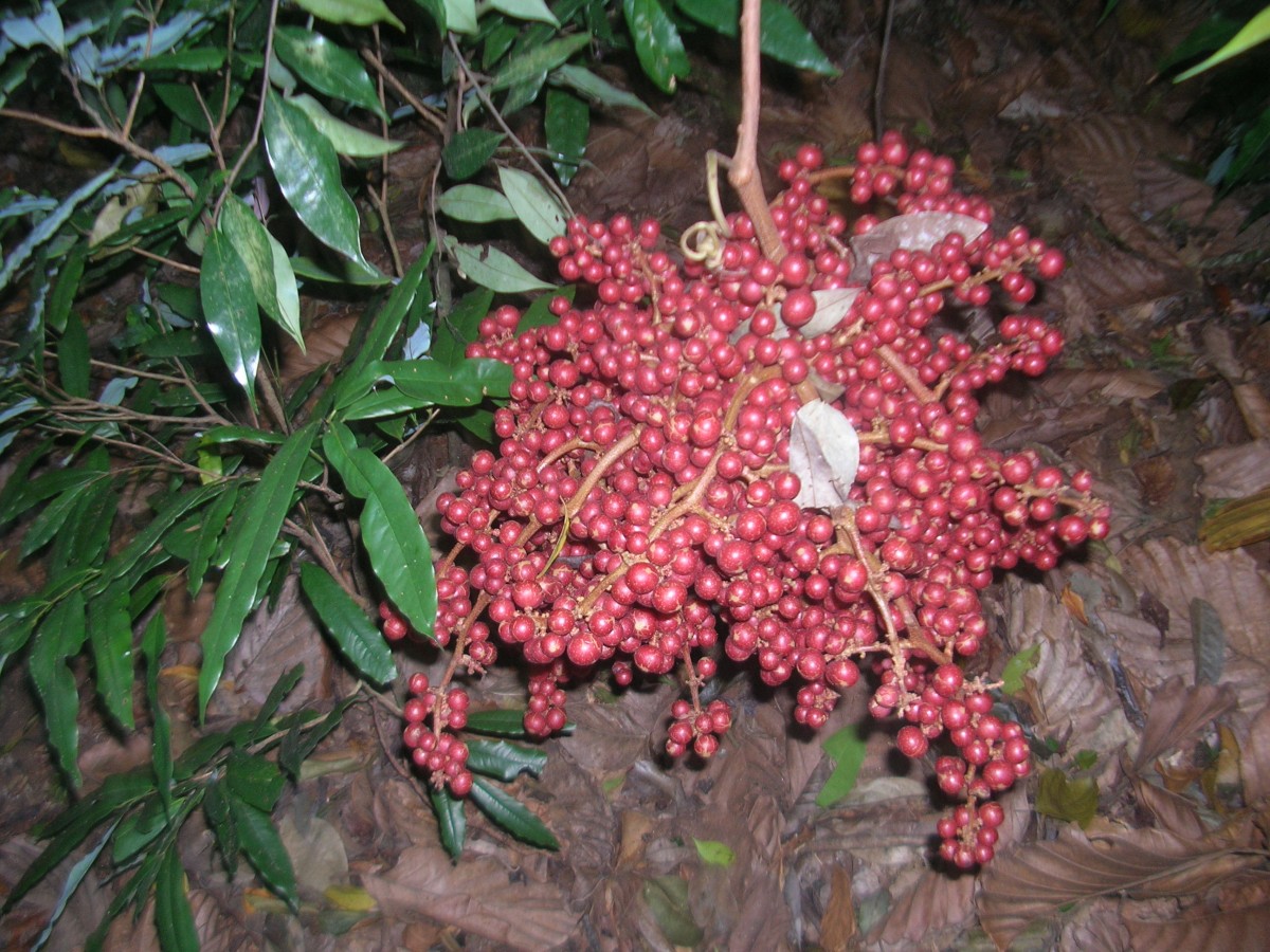 Ampelocissus indica (L.) Planch.